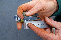 Man measuring Blue tit (Parus caeruleus) wing length, caught in net in allotment, Grande-Synthe, Dunkirk, France, September 2010, model released