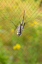 Long tailed tit (Aegihalos caudatus) caught in mist net for ringing, in allotment, Grande-Synthe, Dunkirk, France, September 2010, model released