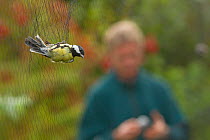 Great tit (Parus major) caught in mist net for ringing with a man behind, in allotment, Grande-Synthe, Dunkirk, France, September 2010, model released