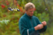 Great tit (Parus major) caught in mist net for ringing with a man removing another bird behind, in allotment, Grande-Synthe, Dunkirk, France, September 2010, model released