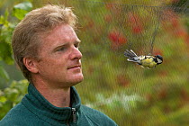 Man looking at Great tit (Parus major) caught in mist net for ringing, in allotment, Grande-Synthe, Dunkirk, France, September 2010, model released