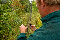 Man removing Long tailed tit (Aegithalos caudatus) from mist net for ringing, in allotment, Grande-Synthe, Dunkirk, France, September 2010, model released