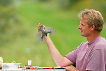Man releasing Blackcap (Sylvia atricapilla) after ringing, caught in net for ringing in allotment, Grande-Synthe, Dunkirk, France, September 2010, model released