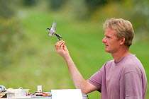 Man releasing Long tailed tit (Aegithalos caudatus) after ringing, caught in net for ringing in allotment, Grande-Synthe, Dunkirk, France, September 2010, model released