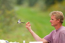 Man releasing Long tailed tit (Aegithalos caudatus) after ringing, caught in net for ringing in allotment, Grande-Synthe, Dunkirk, France, September 2010, model released