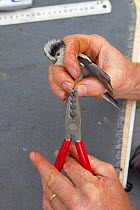 Man ringing Long tailed tit (Aegithalos caudatus) caught in net for ringing in allotment, Grande-Synthe, Dunkirk, France, September 2010, model released