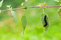 Peacock butterfly caterpillar (Inachis io) on Stinging nettle (Urtica dioica) leaf, Grande-Synthe, Dunkirk, France, September 2010