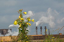 Evening primrose (Oenothera sp) flowering in industrial area, Grande-Synthe, Dunkirk, France, September 2010