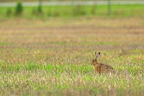 European hare (Lepus europaeus) sitting in short grass, Grande-Synthe, Dunkirk, France, September 2010