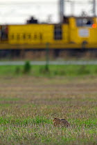 European hare (Lepus europaeus) sitting in short grass, Grande-Synthe, Dunkirk, France, September 2010