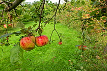 Apples on tree in allotment, Grande-Synthe, Dunkirk, France, September 2010