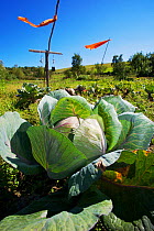Scarecrow and cabbages growing in a private alottment in the village of Nova Sedlica, Slovakia, September 2011