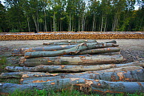 Cut logs of Scot's pine (Pinus silvestris), Birch (Betula sp) and Common / European beech (Fagus sylvatica) at a state forestry wood yard near the Polish-Slovakian border, Poland, September 2011