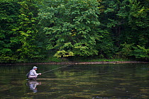 Man fishing for European grayling (Thymallus thymallus) in the San River, Myczkowce, Poland, September 2011 Model released