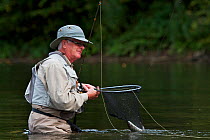Man pulling in a European grayling (Thymallus thymallus) from the San River, Myczkowce, Poland, September 2011 Model released