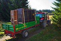 Tractor transporting two crates with European bison / Wisent (Bison bonasus) donated by Prague Zoo to an accomodation enclosure in Bieszczady National Park, Bukowiec, Poland, September 2011