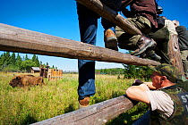 Staff of Bieszczady National park watching male European bison / Wisent (Bison bonasus) two year, in an accomodation enclosure in Bieszczady National Park shortly after its release, Bukowiec, Poland,...