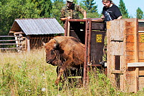 Male European bison / Wisent (Bison bonasus) two years, being released into an accomodation enclosure in Bieszczady National Park, Bukowiec, Poland, September 2011, model released