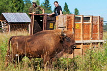 Male European bison / Wisent (Bison bonasus) two years, in an accomodation enclosure in shortly after its release, Bieszczady National Park, Bukowiec, Poland, September 2011, model released