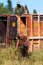 Female European bison / Wisent (Bison bonasus) two years, in an accomodation enclosure in shortly after its release, Bieszczady National Park, Bukowiec, Poland, September 2011, model released