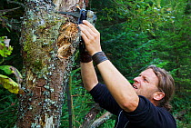 Wildlife biologist mounting an infra-red triggered wildlife monitoring camera to a tree pointing towards a wallow to monitor European bison / Wisent (Bison bonasus) and Red deer (Cervus elaphus), Buko...