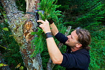 Wildlife biologist mounting an infra-red triggered wildlife monitoring camera to a tree pointing towards a wallow to monitor European bison / Wisent (Bison bonasus) and Red deer (Cervus elaphus), Buko...
