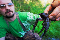 Man holding a large male European / Noble crayfish (Astacus astacus) that he caught by hand in a small creek close to his home town, Leszczowate, Ropienka, Poland, September 2011, model released