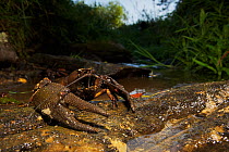 Large male European / Noble crayfish (Astacus astacus) on ground by a small creek, Leszczowate, Poland, September 2011