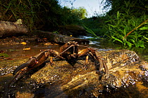 Large male European / Noble crayfish (Astacus astacus) on a rock in a small creek, Leszczowate, Poland, September 2011