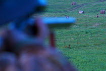 Hunter aiming at Roe deer (Capreolus capreolus) in a meadow near Leszczowate, Bieszczady region, Poland, September 2011 Model released