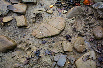 Brown bear (Ursus arctos) and Grey wolf (Canis lupus) tracks on a sandy patch on the bank of the San River, Krywe Nature Reserve, Bieszczady region, Poland, September 2011