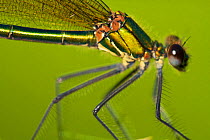 Female Banded demoiselle damselfly (Calopteryx splendens) close-up of head and thorax, Pont-du-Chateau, Auvergne, France, August 2010