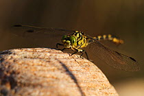 Male Yellow clubtail dragonfly (Gomphus simillimus) resting on stone, Allier river, Pont-du-Chateau, Auvergne, France, August 2010