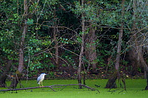 Black-crowned night heron (Nycticorax nycticorax) perched on branch, near the bank of an oxbow of the river Allier, Pont-du-Chateau, Auvergne, France, August 2010