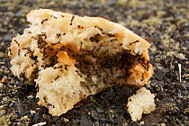 Hundreds of small black ants feeding on a piece of bread on street, Pont-du-Chateau, Auvergne, France, August 2010