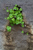 Ivy-leaved toadflax (Cymbalaria muralis) growing in the wall of the Mayor's House, Pont-du-Chateau, Auvergne, France, August 2010