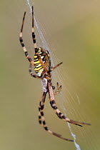 Female Wasp spider (Argiope bruennichi) on web, Etang des Boires - an oxbow of the river Allier, Pont-du-Chateau, Auvergne, France, August 2010