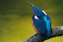 Rear view of Common kingfisher (Alcedo atthis) perched on branch above the River Allier, Pont-du-Chateau, Auvergne, France, August 2010