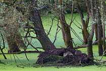 Nutria / Coypu (Myocastor coypus) adult and cub resting at their burrow entrance in an oxbow of the river Allier, Pont-du-Chateau, France, August 2010