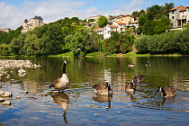 Canada geese (Branta canadensis) on the river Allier, with one standing in shallow water, Pont-du-Chateau, Auvergne, France, August 2010