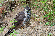Female Sparrowhawk (Accipiter nisus) on the bank of the river Allier, Pont-du-Chateau, Auvergne, France, August 2010