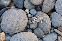 Blue-winged grasshopper (Oedipoda caerulescens) on stone, by the river Allier, Pont-du-Chateau, Auvergne, France, August 2010