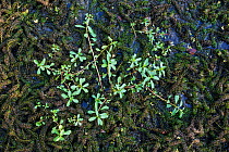 Invasive species African curly weed (Lagarosiphon major) and Largeflower primrose-willow (Ludwigia grandiflora) seedlings in the Etang des Boires, Pont-du-Chateau, Auvergne, France, August 2010