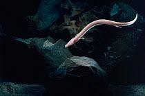 Olm (Proteus anguinus) swimming in cave, Divje Jezero, Idrija, Slovenia, Vulnerable species