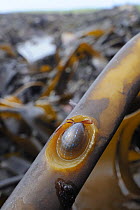Blue rayed limpet (Patina pellucida) in depression on Oarweed / Tangle / Common kelp (Laminaria digitata) stem with kelp bed in the background, Crail, Scotland, UK, July