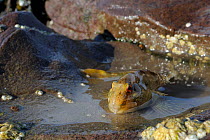 Shanny (Lipophrys pholis) in shallow rockpool on a falling tide, St. Bees, Cumbria, UK, July