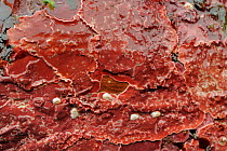 Encrusting coralline algae (Lithophyllum incrustans) growing on rocks exposed on a low spring tide, North Berwick, East Lothian, UK, July.