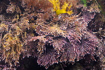 Coral weed (Corallina officinalis) growing in a rockpool, North Berwick, East Lothian, UK, July