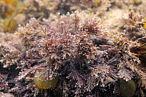 Coral weed (Corallina officinalis) growing in a rockpool, Crail, Fife, UK, July