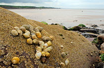 Dog whelks (Nucella lapillus) dense cluster on rocks encrusted with Common barnacles (Semibalanus balanoides) exposed at low tide, some with barnacles growing on their shells, with sand flats and the...